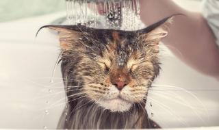猫每个月洗澡次数多少合适 猫多久洗一次澡